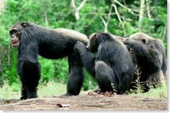 Chimps grooming group
